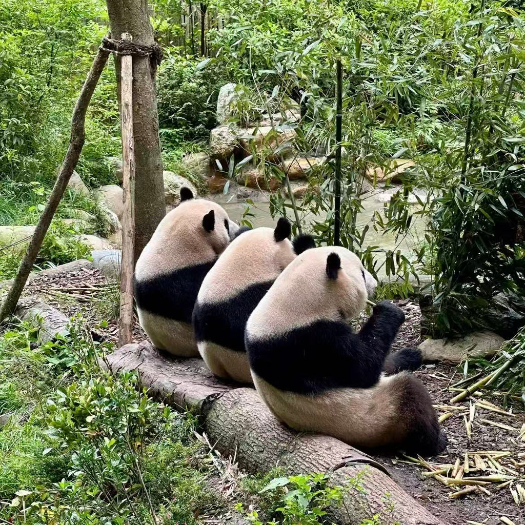 成都