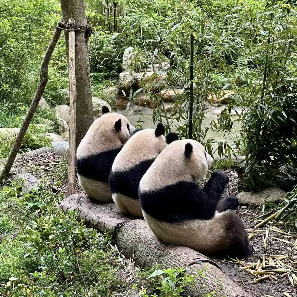 成都